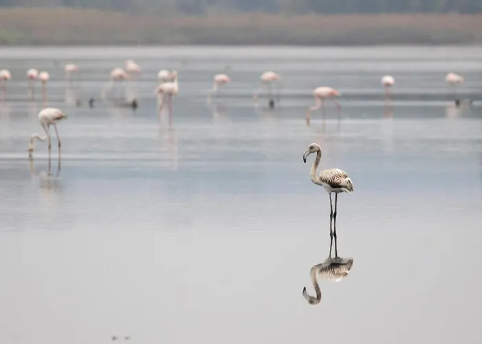 Casa Iroko - A Modern Villa, With Private Pool, In A Quiet Area Willa Nadadouro